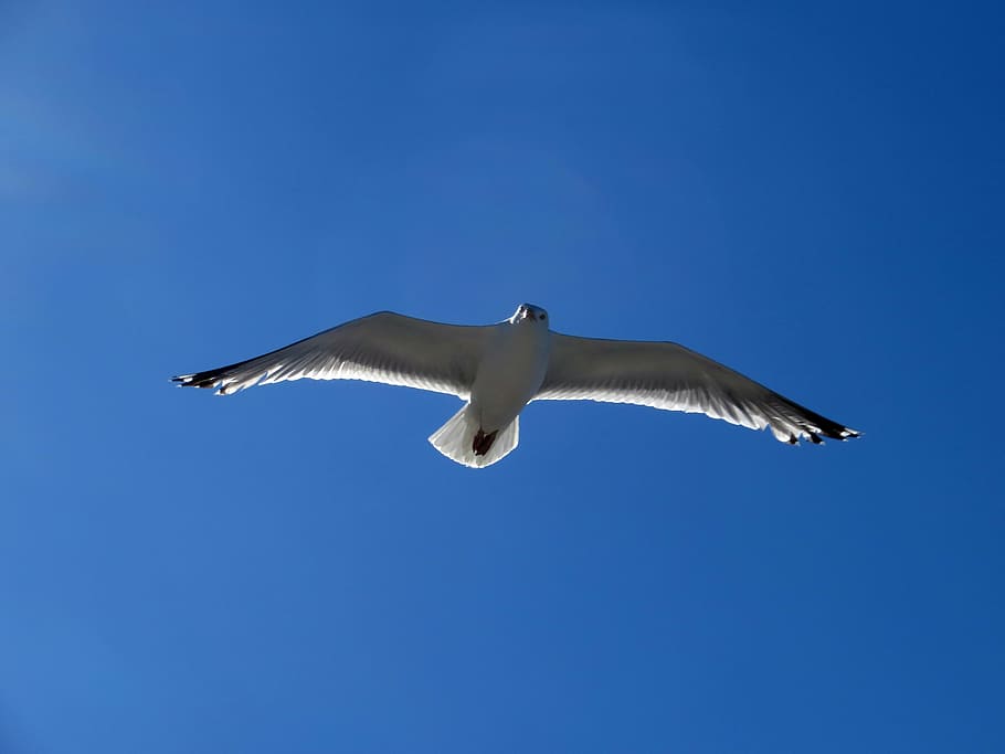 seagull, fly, glide, sail, elegant, bird, sky, wing, baltic sea HD wallpaper
