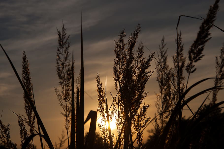 grasses, sunset, abendstimmung, sky, plant, beauty in nature HD wallpaper