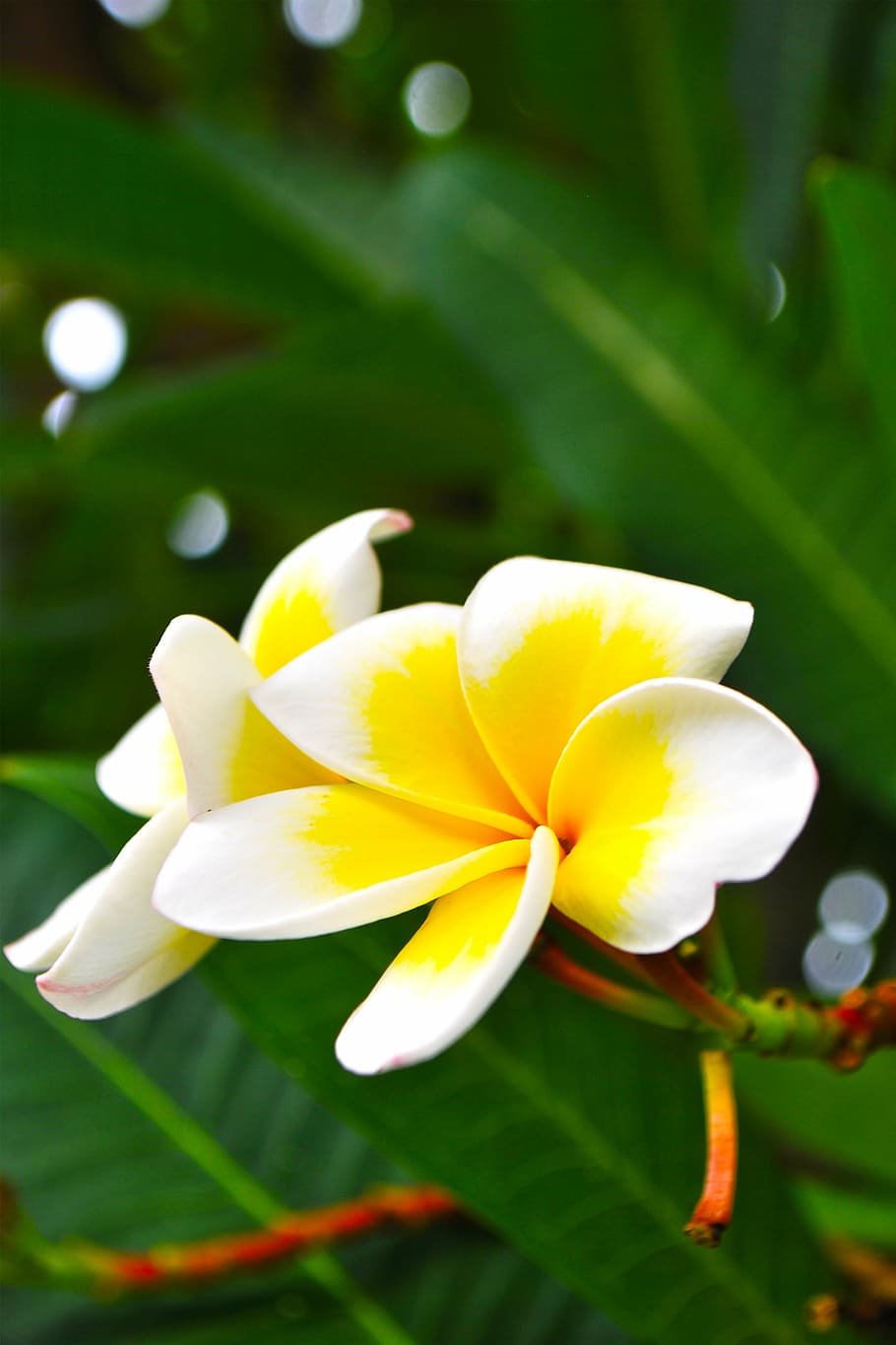 69 Frangipani Tattoo Stock Video Footage - 4K and HD Video Clips |  Shutterstock