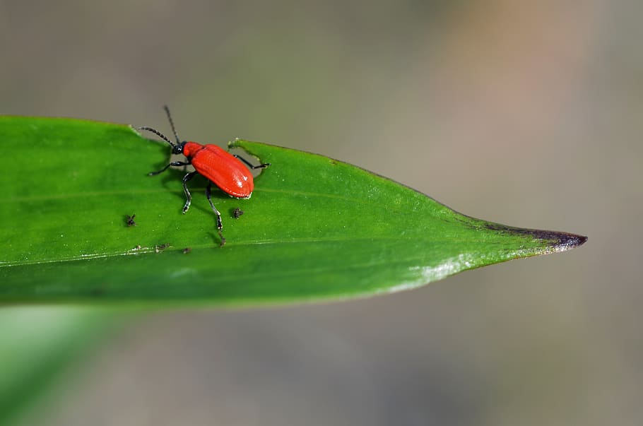 bugs, insect, nature, beetle, animal, fly, wildlife, macro HD wallpaper
