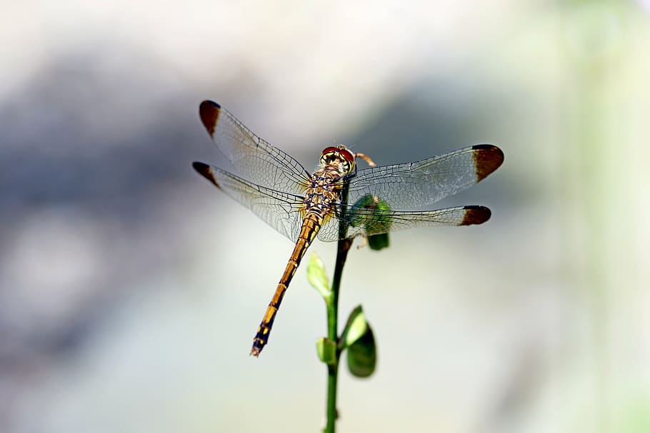 nature, forest, insects, dragonfly, landscape, park, arboretum HD wallpaper