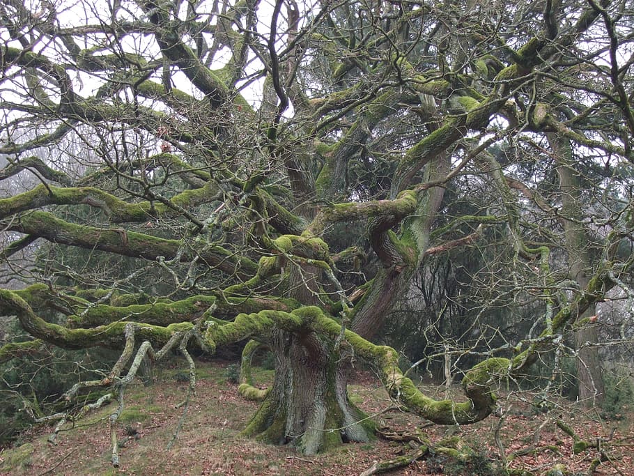 leafless tree with moss on soil, oak, spring, nature, old, plant HD wallpaper