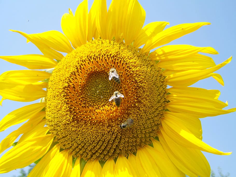 Sunflower, Yellow, Bees, Pollination, sunflower yellow, petal HD wallpaper