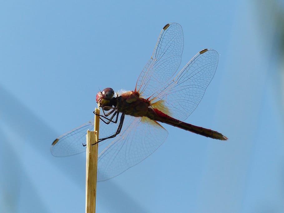 Dragonfly, Red, Head, Animal, Insect, flight insect, crimson heidelibelle HD wallpaper