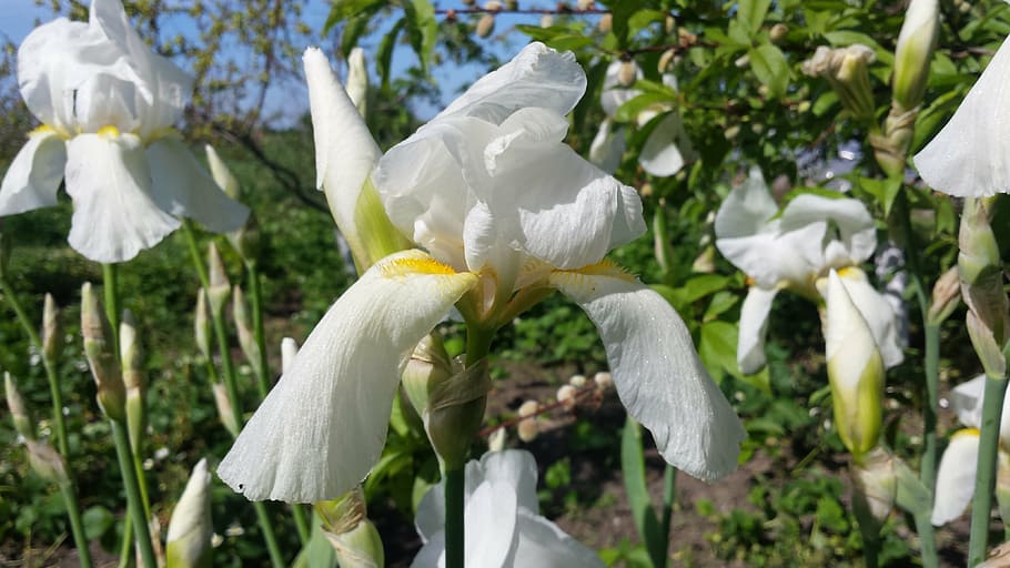 iris, flower, spring, sun, nature, garden, spring flowers, bright flower HD wallpaper