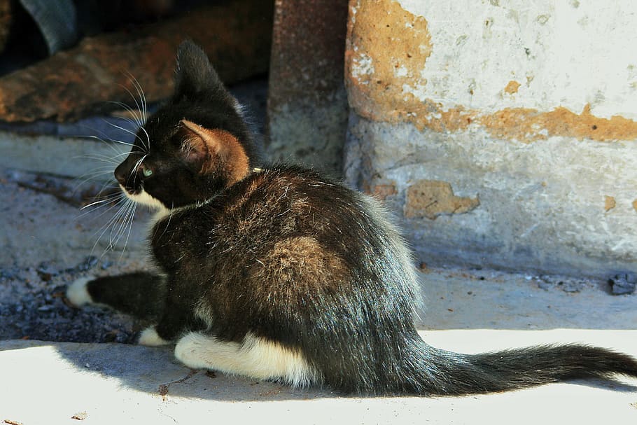kitten, small, cat, black, white, timid, cute, sunlight, mammal