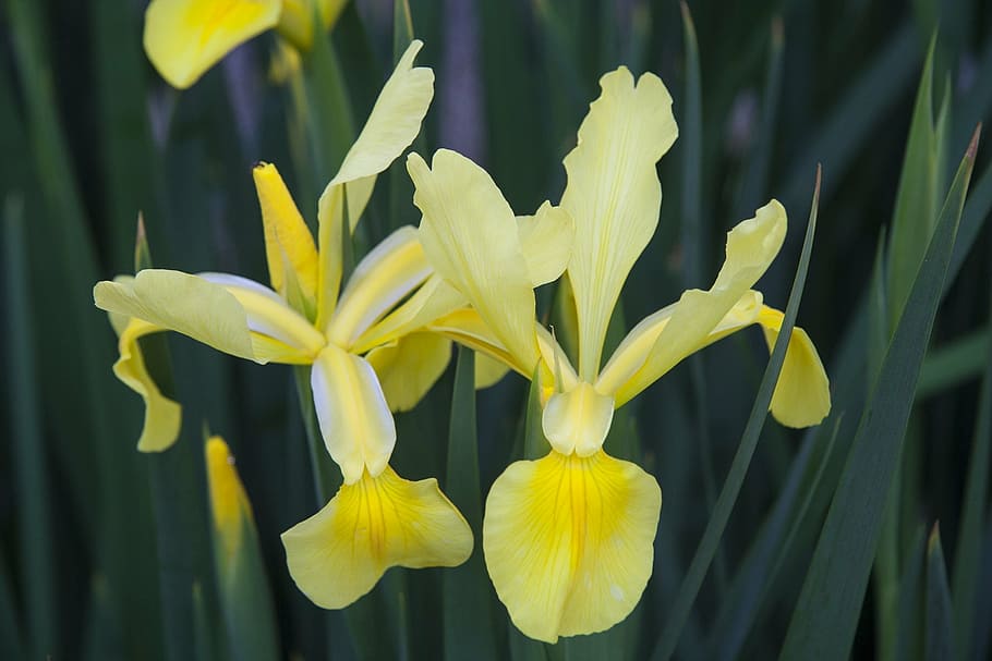 iris, yellow, flower, nature, flora, plant, spring, blossom HD wallpaper