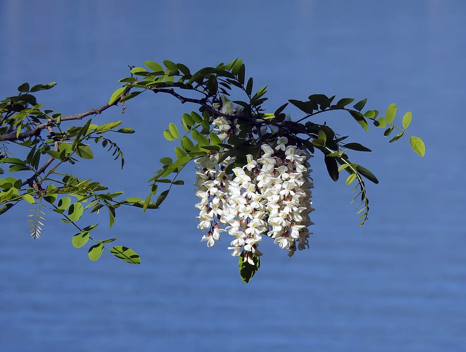 maggiociondolo, flower, spring, nature, tree, branch, leaf HD wallpaper