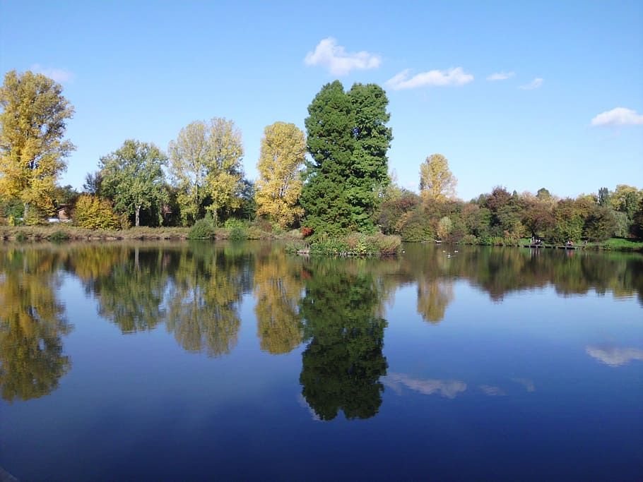 nature, more, summer, reflection, tree, water, lake, plant HD wallpaper