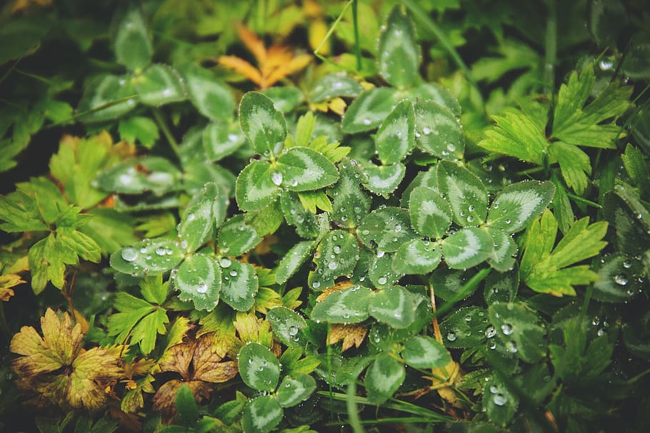 green, plants, leaves, green color, leaf, plant part, growth HD wallpaper