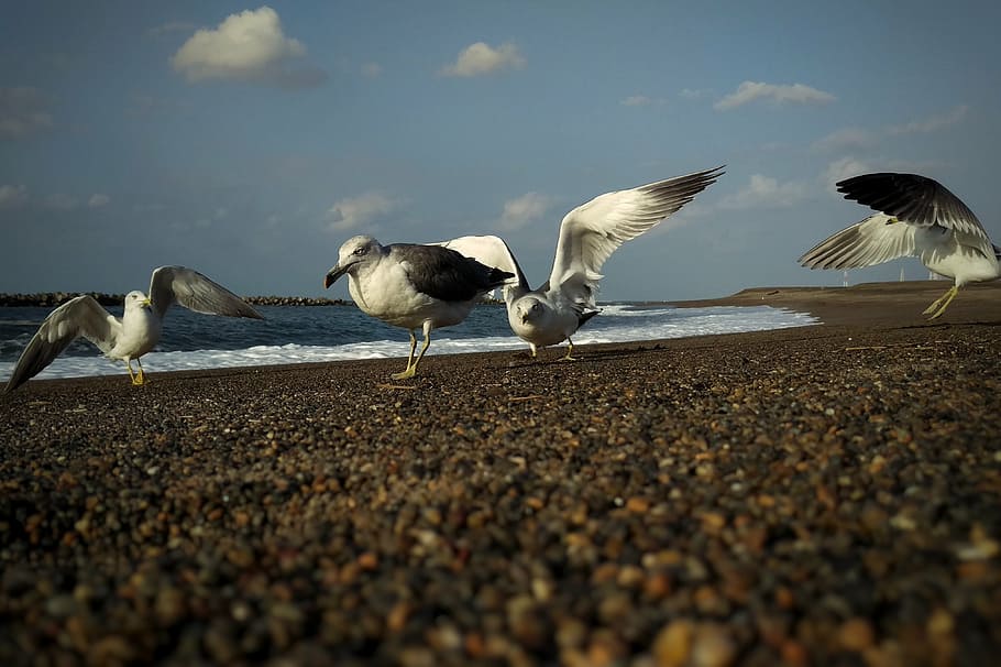 sky, cloud, sea, beach, seagull, seabird, wild birds, wild animal HD wallpaper