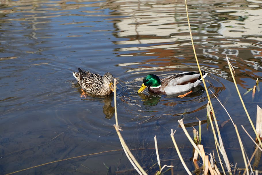 puddle, lake, waters, duck, animal themes, animal wildlife HD wallpaper