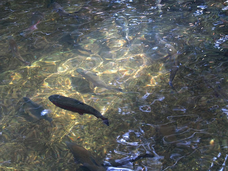 school of fishes under water, Trout, Rainbow, Stream, Fishing HD wallpaper