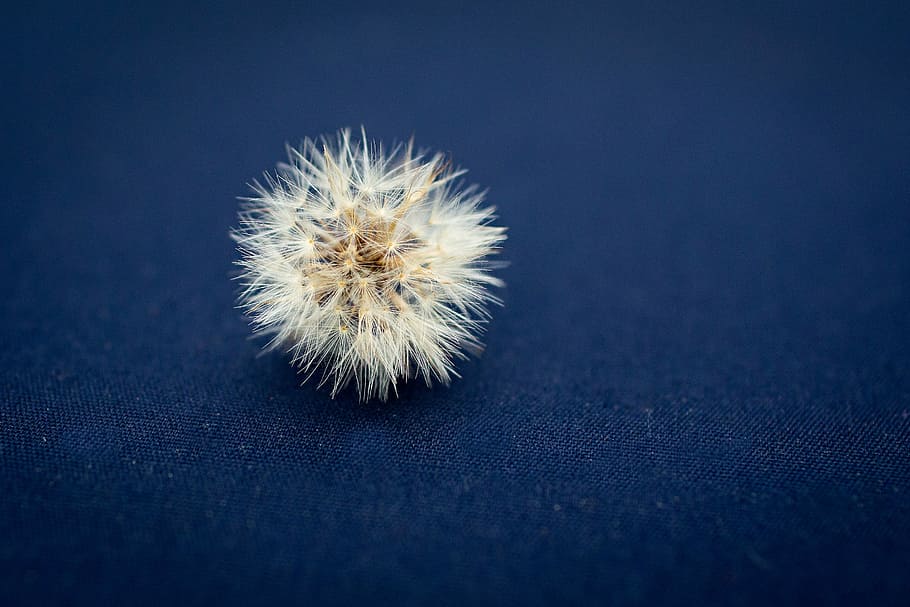 dandelion leaf, close up photo of white dandelion, seed, fabric HD wallpaper