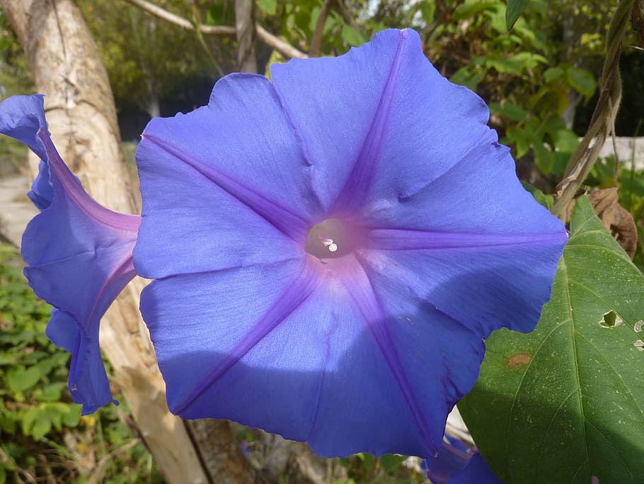Blossom, Bloom, Blue Wind, Mallorca, nature, flower, plant HD wallpaper