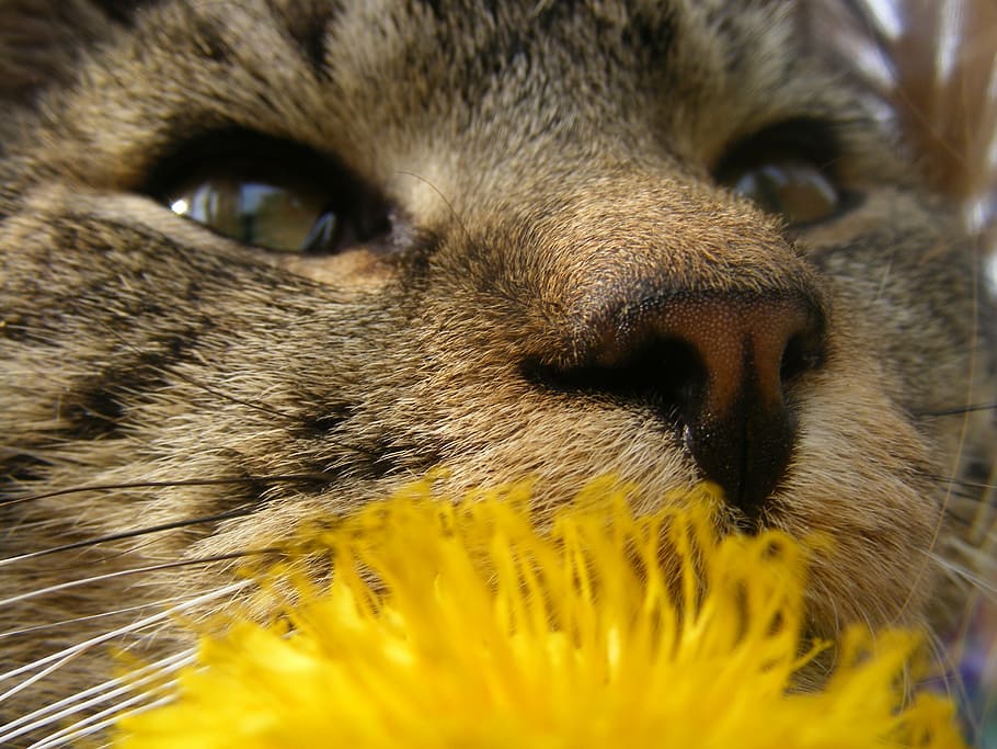 kitten, cat, animal, animal themes, one animal, mammal, animal body part HD wallpaper