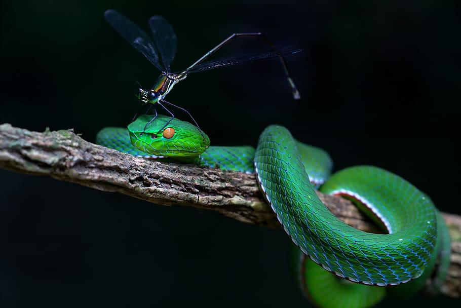 photography of black dragon fly on green snake, wildlife, snakes record