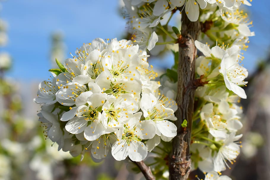 bloom, spring, nature, trees, flowers, garden, pear, botanical garden HD wallpaper