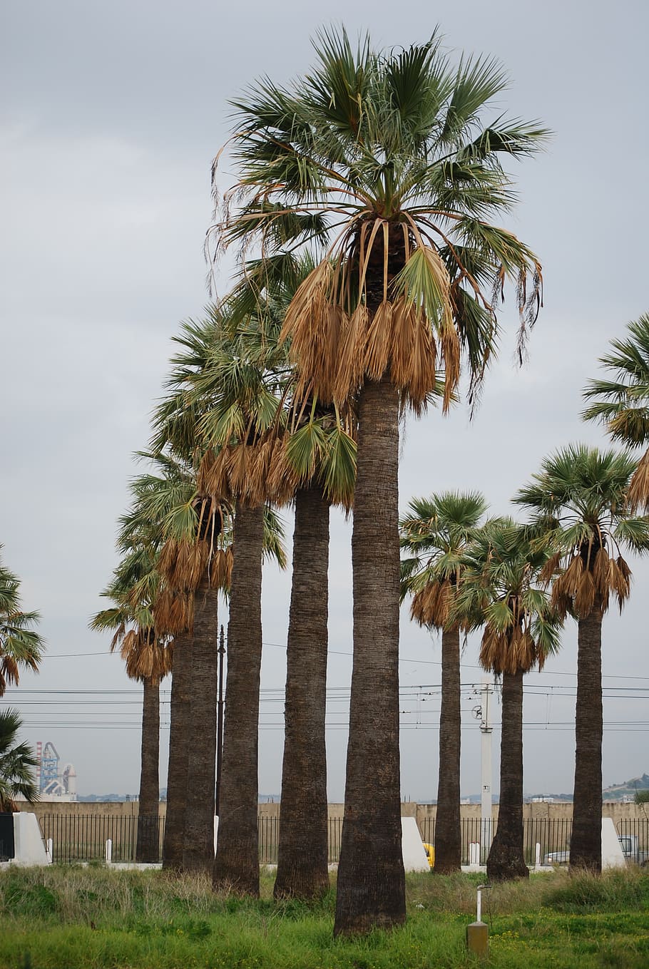 palm, vertical, green, palm Tree, plant, tropical climate, sky HD wallpaper
