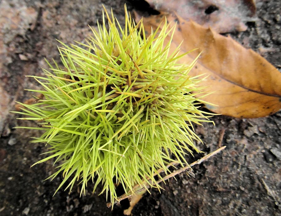 maroni, fall, autumn, prickly, sweet chestnuts, palatinate HD wallpaper