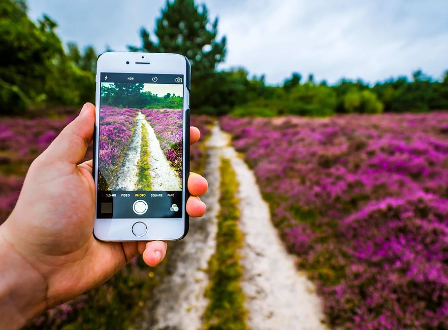 hand, iphone, camera, flowers, lavender, field, yard, garden HD wallpaper