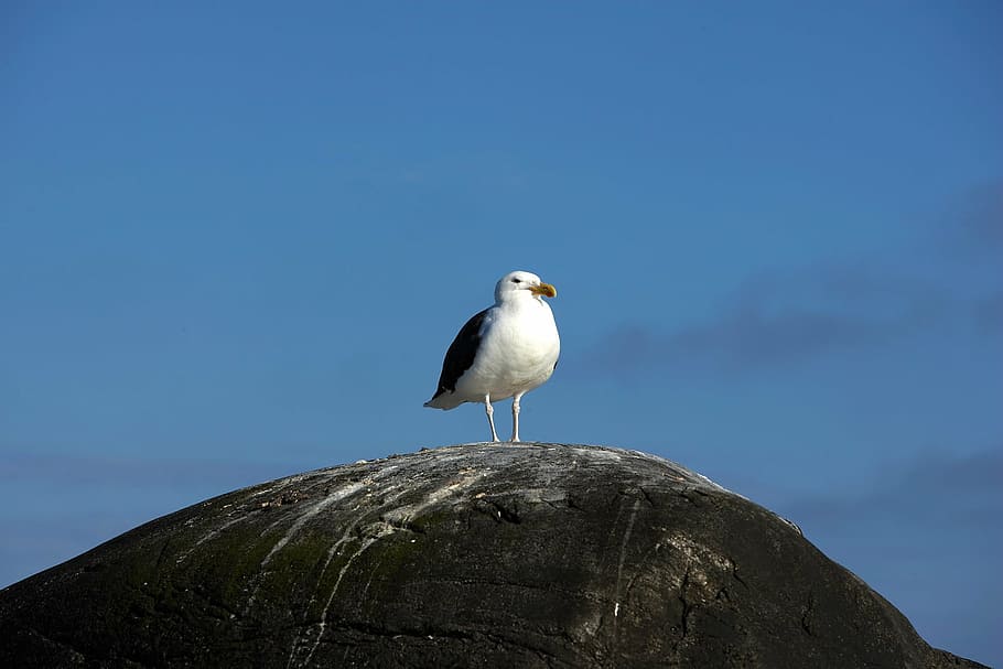 gull, nature, summer, bird, seagull, animal, wildlife, sea Bird HD wallpaper