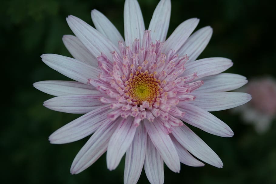 daisy, flower, bloom, crown, double, light pink, yellow centre HD wallpaper