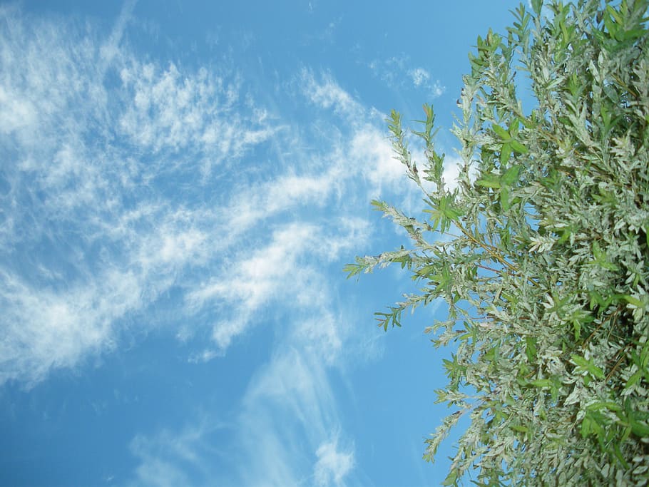 sky, cloud, blue, cloudy sky, white cloud, tree, landscape HD wallpaper