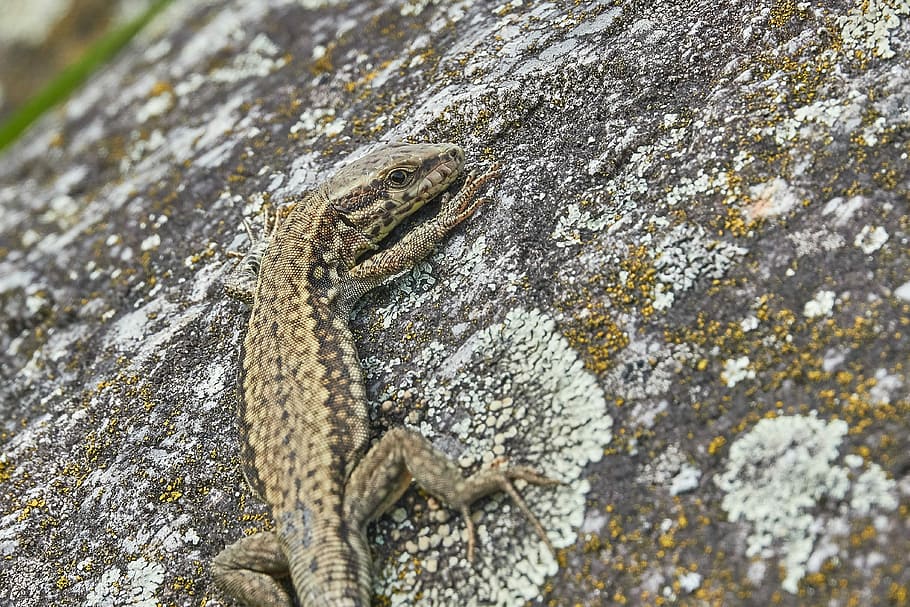 lizard, stone, reptile, rock, sand lizard, summer, close, cold blooded HD wallpaper