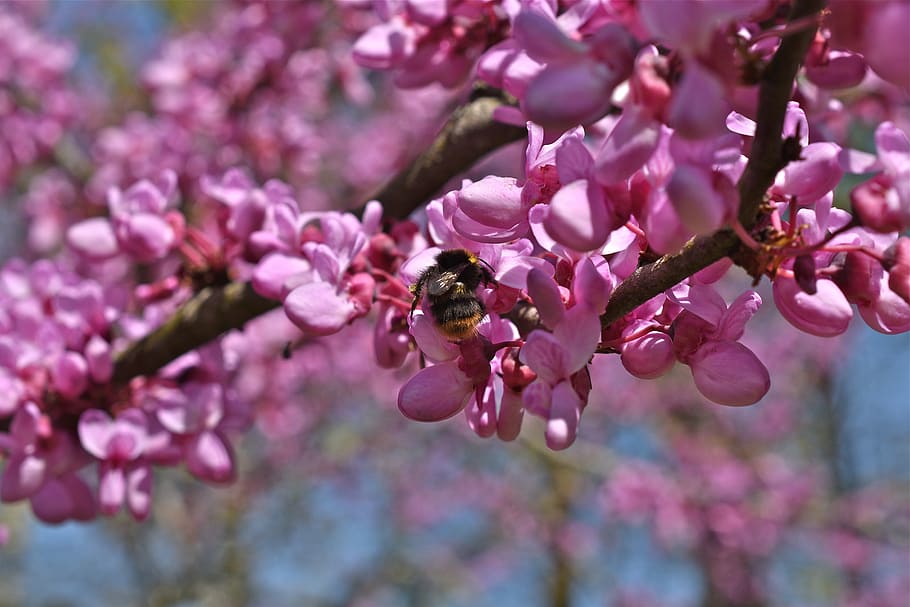 branch, flowers, pink, bourdon, insect, tree, spring, flowering plant HD wallpaper