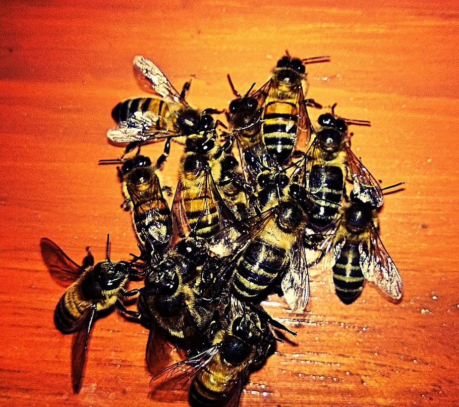 bees, animals, insects, invertebrate, animal themes, animal wildlife HD wallpaper
