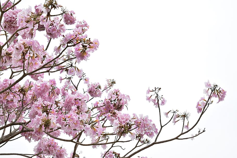 flowers, spring, nature, spring flowers, pink flower, flowering plant HD wallpaper