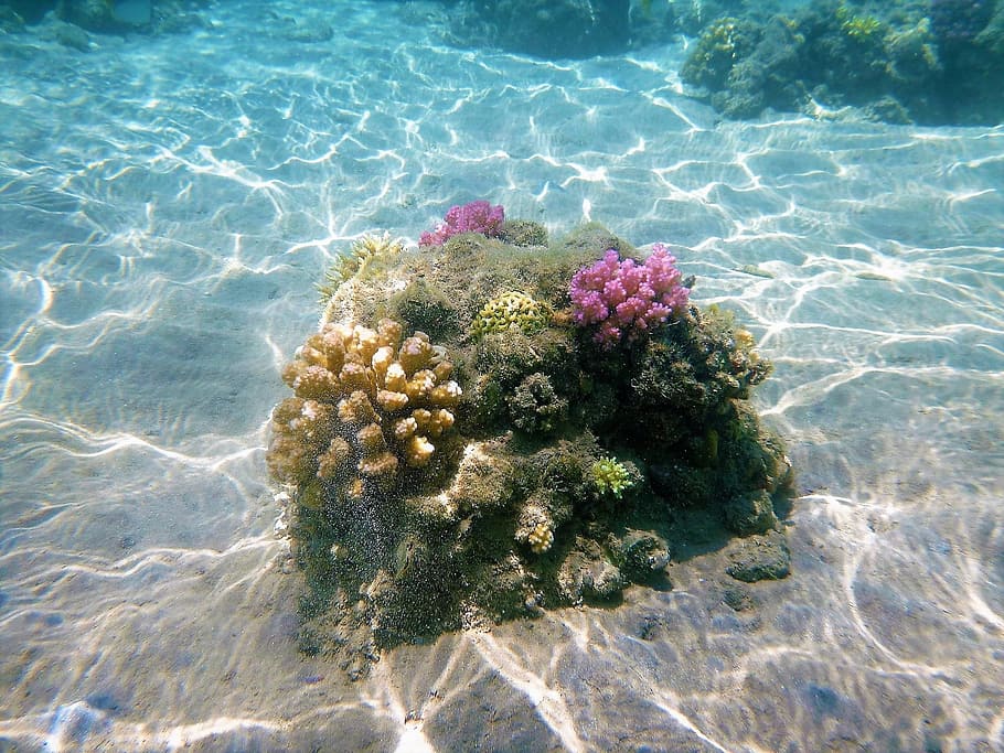 Cay, Underwater, Seabed, flower, nature, no people, beauty in nature, HD wallpaper