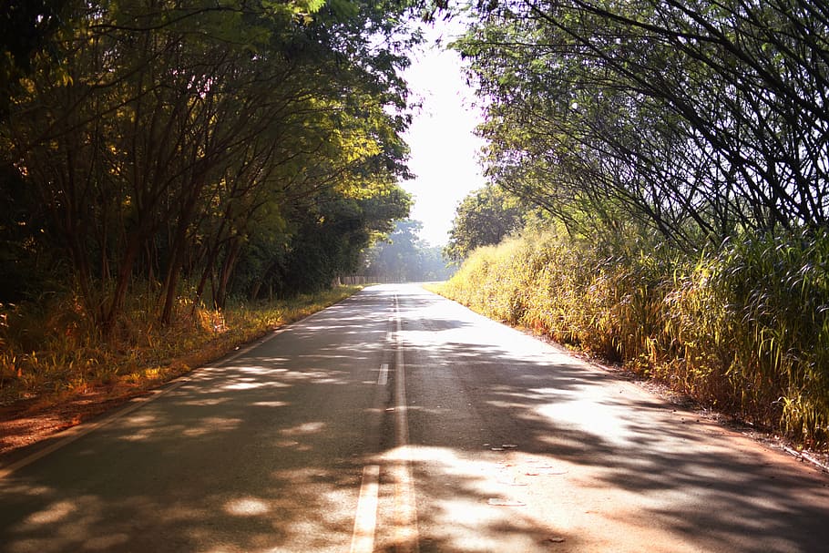 path, asphalt, lane, highway, nature, road, green, hot road HD wallpaper