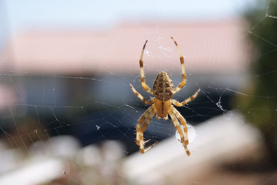 spider, animal, insect, spider web, animal themes, arachnid HD wallpaper