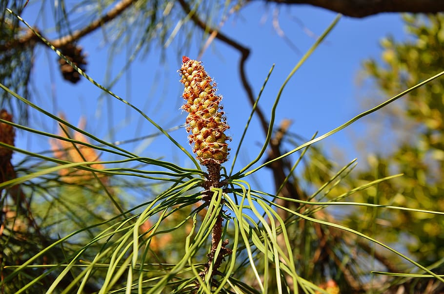 Cone, Pine, Crop, nature, plant, outdoors, tree, blue, close-up HD wallpaper