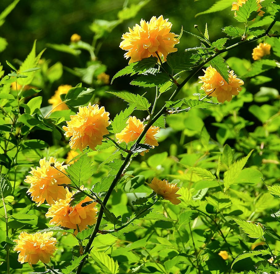flower, nature, spring, flowering plant, vulnerability, fragility HD wallpaper
