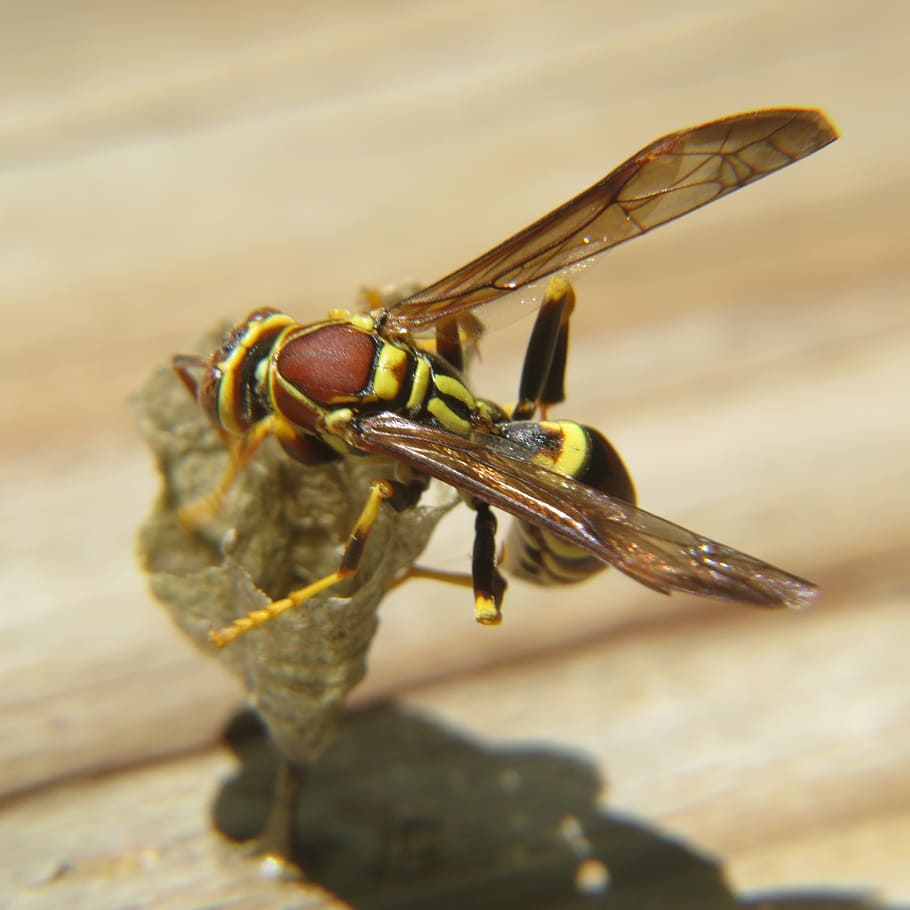 wasp, insect, yellow, wild, macro, nature, close-up, animal HD wallpaper