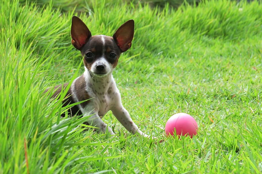 rat terrier puppy lying on the grass field, Pooch, Dog, Ball, Green HD wallpaper