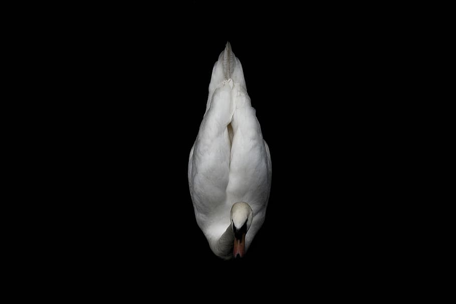 white duck with black background, black background with white dove HD wallpaper