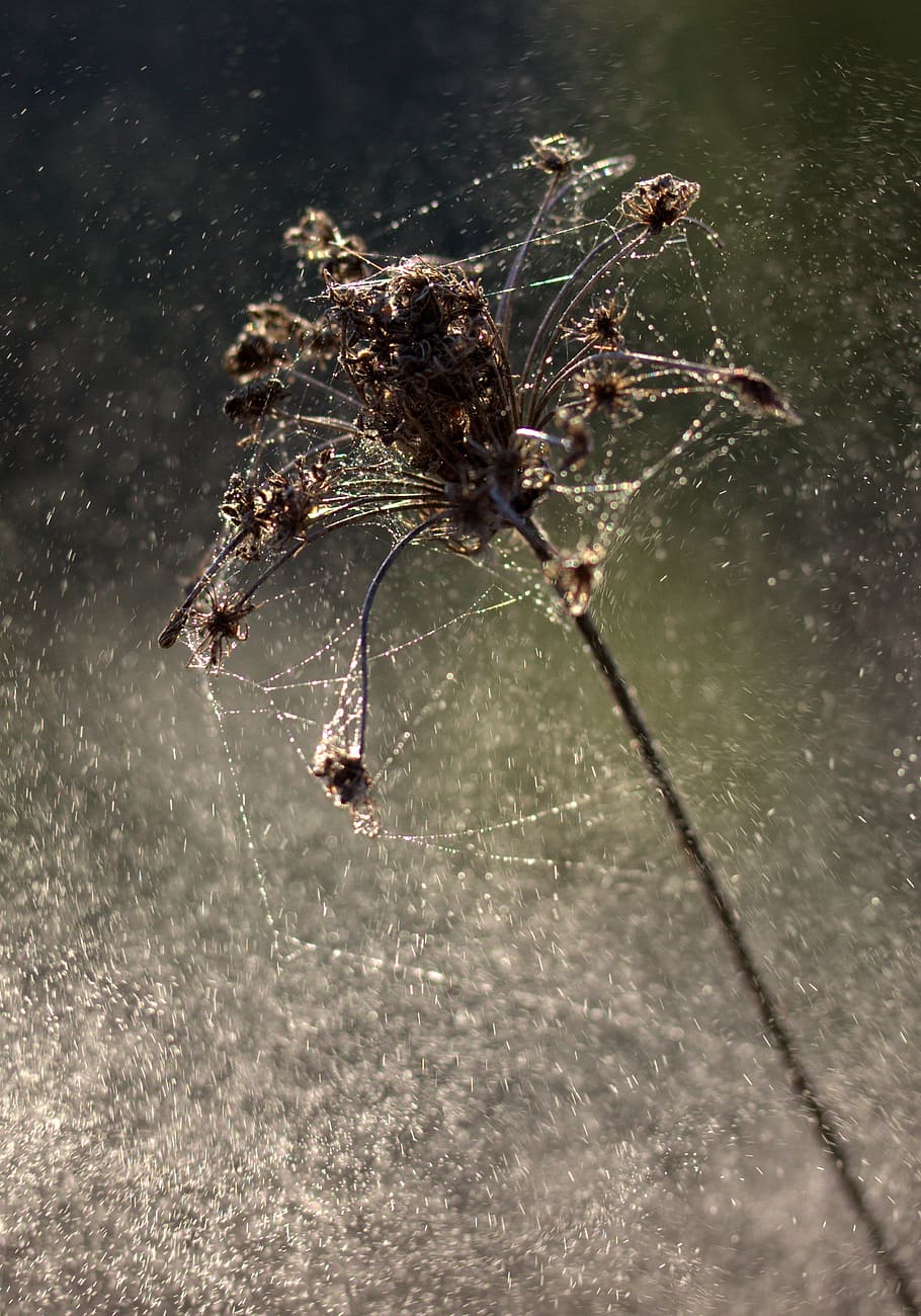 plant, dry, spider web, drops, rain, arachnid, animals in the wild HD wallpaper