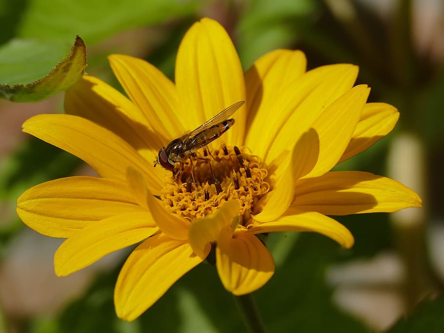 hoverfly, yellow, insect, flower garden, petals, flowering plant HD wallpaper