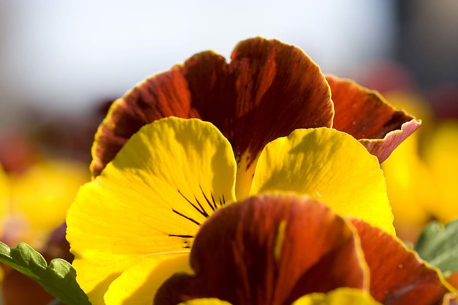 Flowers, Spring, Pansy, Meadow, Garden, bloom, pansies, floral HD wallpaper
