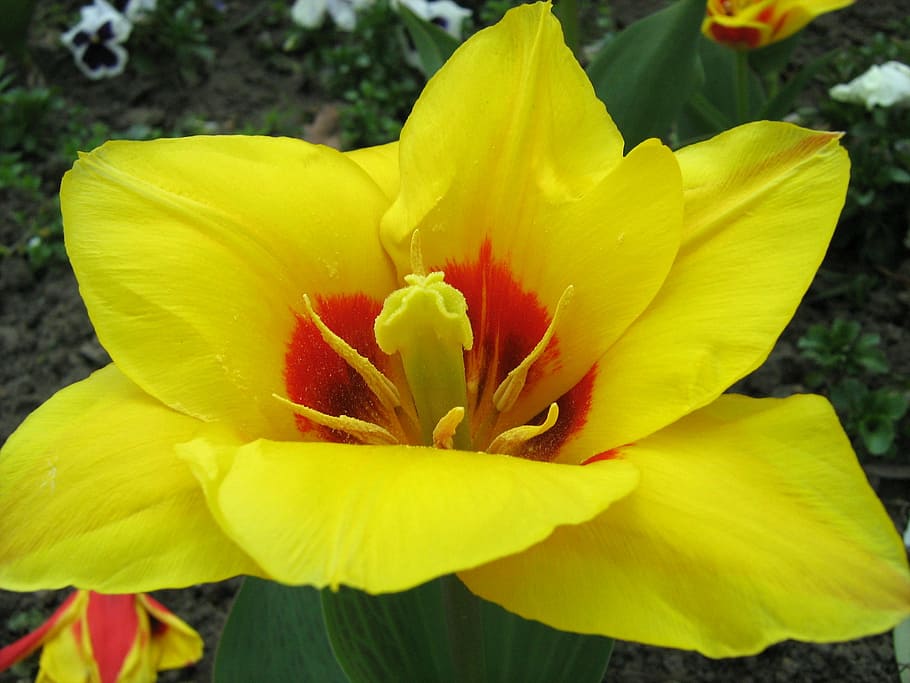 flower, yellow, spring, flowering plant, petal, freshness, fragility HD wallpaper