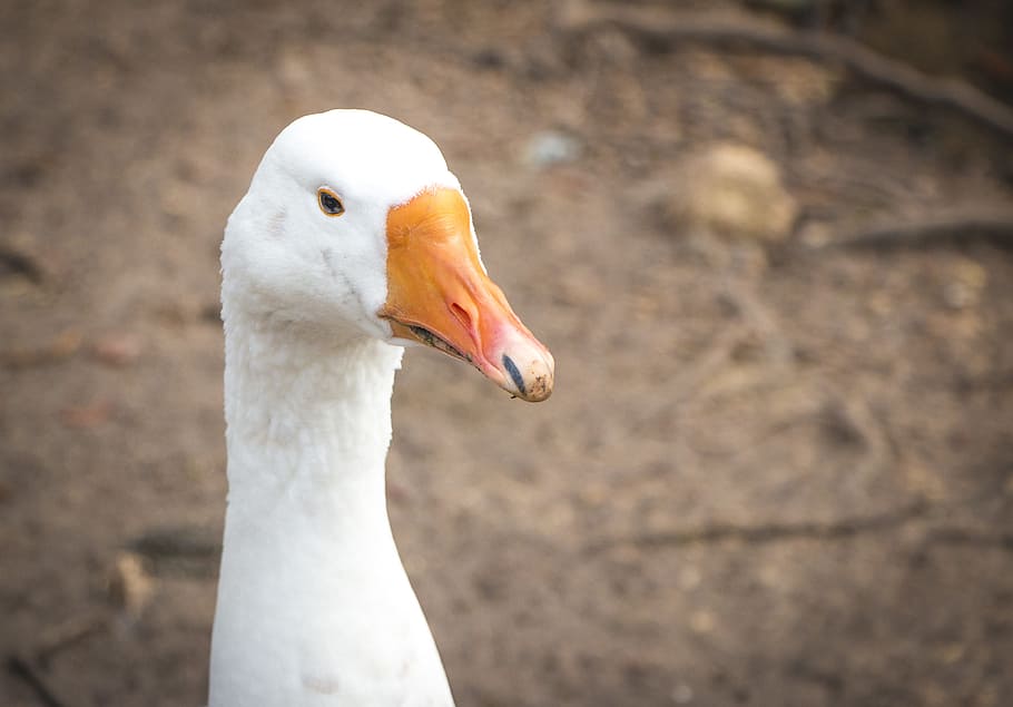 animals, birds, ducks, beak, cute, adorable, still, animal themes HD wallpaper