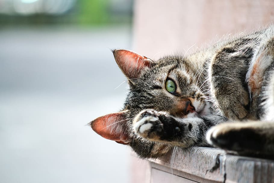 photo of brown tabby cat lying on brown wooden planks, shallow focus photography of gray cat HD wallpaper
