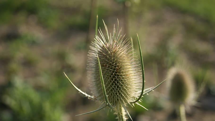 thistle, blossom, bloom, plant, growth, focus on foreground HD wallpaper