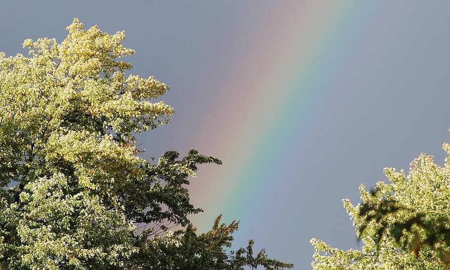 Rainbow, Tree, Nature, Sky, trees, outdoor, weather, blue, outdoors HD wallpaper