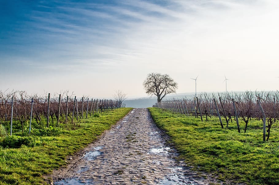 cloud, sky, path, green, grass, plant, agriculture, tree, landscape HD wallpaper