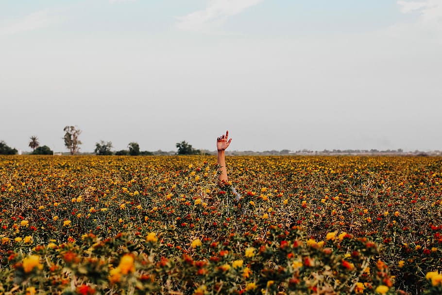 countryside, person raising right arm in red and yellow flower field during daytime HD wallpaper